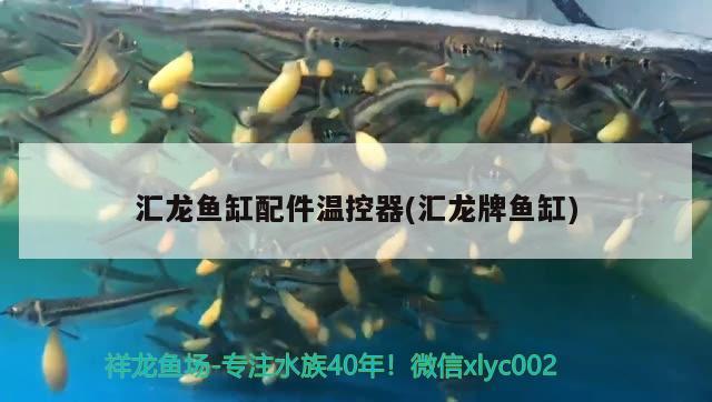 匯龍魚缸配件溫控器(匯龍牌魚缸) 馬拉莫寶石魚苗