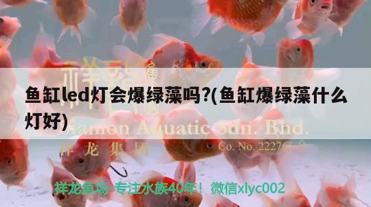 十種溫順的小型觀賞魚(yú)品種大全視頻 十種溫順的小型觀賞魚(yú)品種大全視頻下載