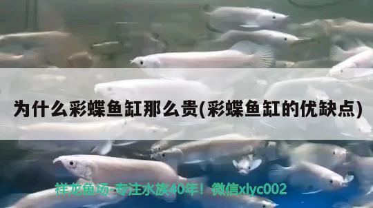 為什么彩蝶魚缸那么貴(彩蝶魚缸的優(yōu)缺點)