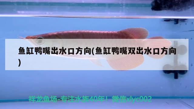 魚缸鴨嘴出水口方向(魚缸鴨嘴雙出水口方向) 圖騰金龍魚