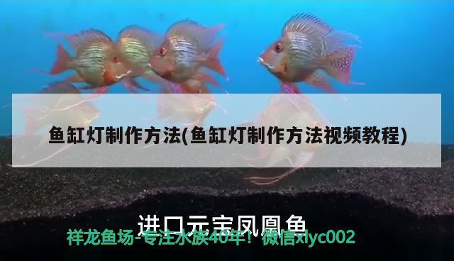 魚缸燈制作方法(魚缸燈制作方法視頻教程) 紅龍福龍魚