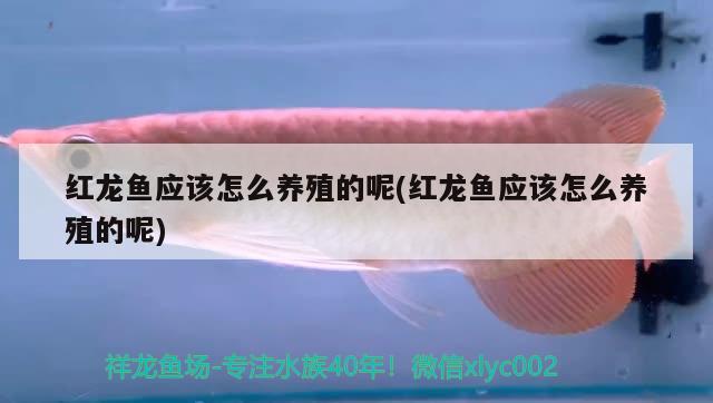 紅龍魚應(yīng)該怎么養(yǎng)殖的呢(紅龍魚應(yīng)該怎么養(yǎng)殖的呢) 野生地圖魚