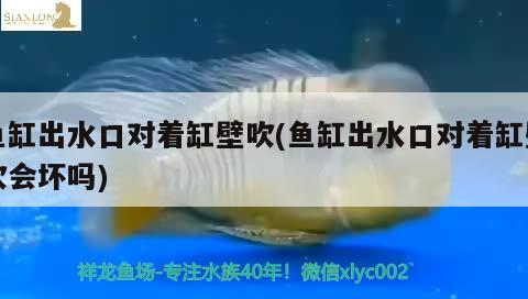 嘉興觀賞魚市場(chǎng)分享三紋球虎大粗紋縮尾?；?></a></span></p> <p class=