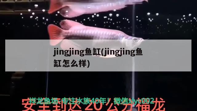 jingjing魚缸(jingjing魚缸怎么樣) 過背金龍魚