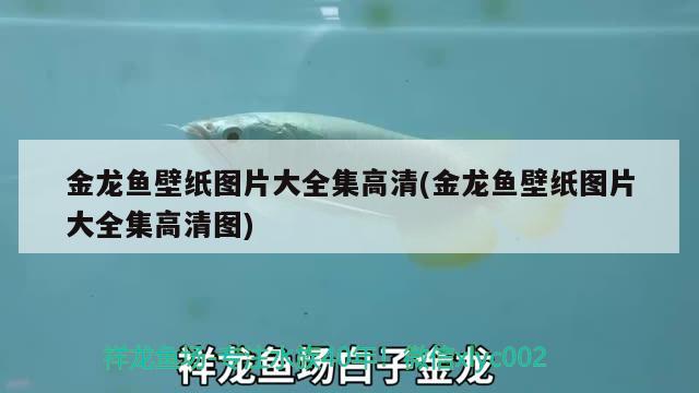 金龍魚壁紙圖片大全集高清(金龍魚壁紙圖片大全集高清圖)