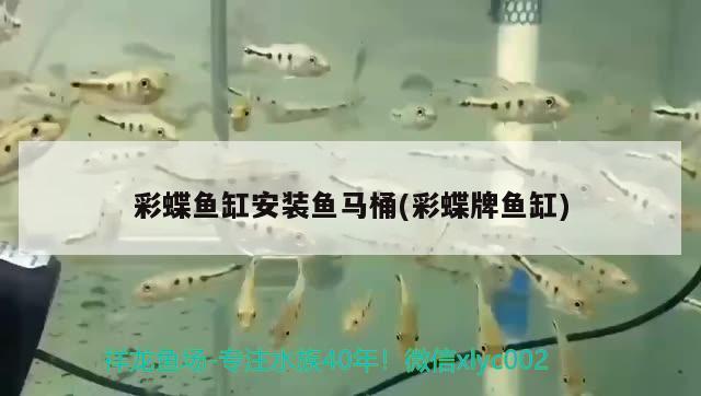 彩蝶魚缸安裝魚馬桶(彩蝶牌魚缸)