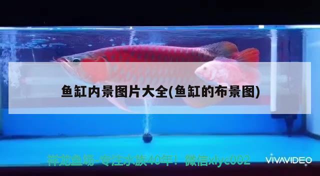 魚(yú)缸內(nèi)景圖片大全(魚(yú)缸的布景圖) 圣菲埃及魚(yú) 第2張