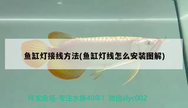 魚(yú)缸燈接線方法(魚(yú)缸燈線怎么安裝圖解) 圣菲埃及魚(yú)