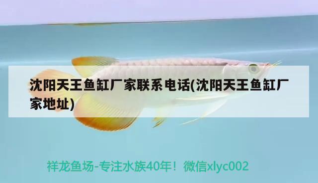 沈陽天王魚缸廠家聯(lián)系電話(沈陽天王魚缸廠家地址) 野彩魚