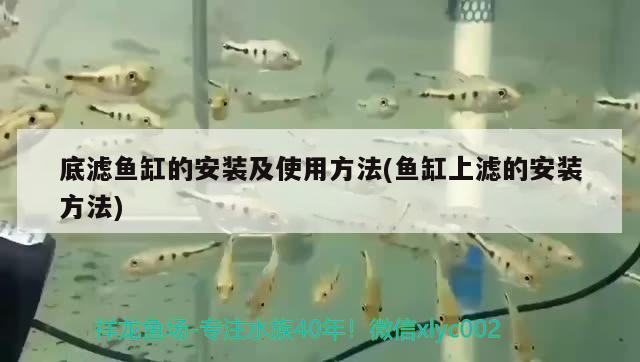 底濾魚缸的安裝及使用方法(魚缸上濾的安裝方法) 鴨嘴鯊魚