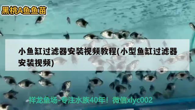 保定觀賞魚養(yǎng)殖場批發(fā)電話號碼是多少號（保定批發(fā)魚市場在哪） 南美異形觀賞魚 第1張