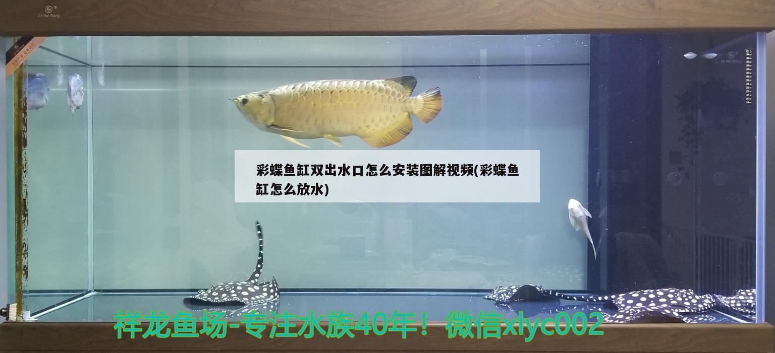 彩蝶魚(yú)缸雙出水口怎么安裝圖解視頻(彩蝶魚(yú)缸怎么放水) 野生地圖魚(yú)