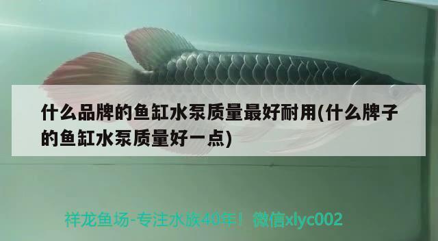 什么品牌的魚缸水泵質(zhì)量最好耐用(什么牌子的魚缸水泵質(zhì)量好一點) 魚缸水泵