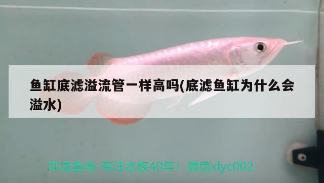 魚缸底濾溢流管一樣高嗎(底濾魚缸為什么會溢水)