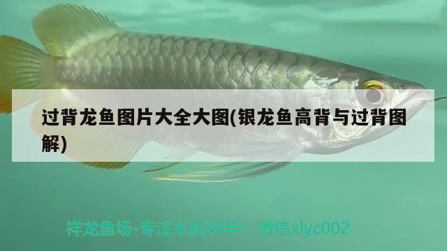 過背龍魚圖片大全大圖(銀龍魚高背與過背圖解)