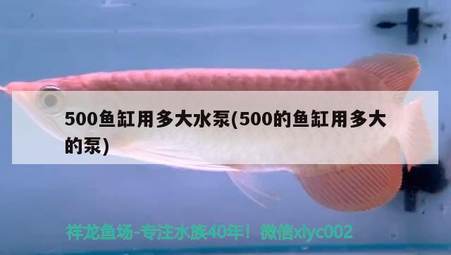 500魚缸用多大水泵(500的魚缸用多大的泵) 銀龍魚苗