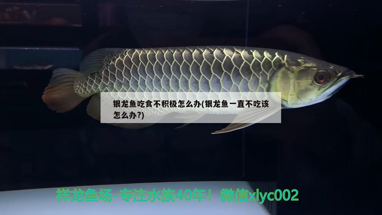 銀龍魚吃食不積極怎么辦(銀龍魚一直不吃該怎么辦?)