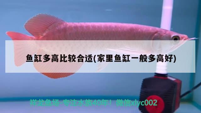 石家莊魚缸定做廠家電話地址（河北哪里有做魚缸的廠家）