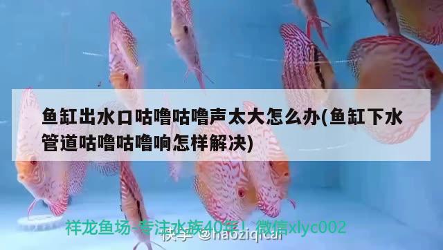 紅龍魚如何挑選品種視頻講解(紅龍魚挑選技巧) 紅尾平克魚