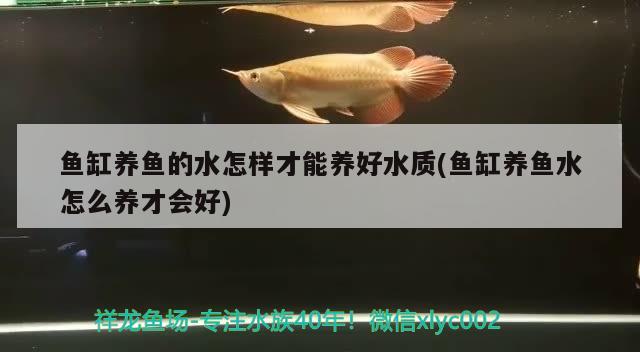 魚缸玻璃有水印怎么去除（魚缸玻璃有水垢怎么去除） 黃寬帶蝴蝶魚 第3張