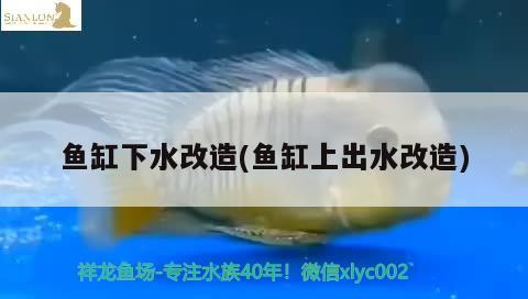 森林魚缸怎么樣才能養(yǎng)魚呢視頻：森林魚缸怎么樣才能養(yǎng)魚呢視頻教學(xué)