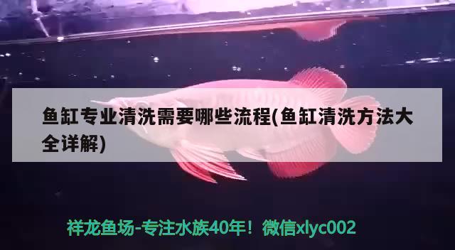 魚缸專業(yè)清洗需要哪些流程(魚缸清洗方法大全詳解)