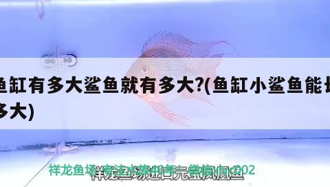 魚缸有多大鯊魚就有多大?(魚缸小鯊魚能長多大) 申古三間魚