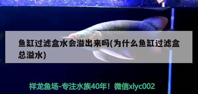 魚缸過濾盒水會溢出來嗎(為什么魚缸過濾盒總溢水) 野生埃及神仙魚