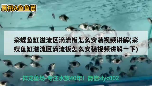 彩蝶魚缸溢流區(qū)滴流板怎么安裝視頻講解(彩蝶魚缸溢流區(qū)滴流板怎么安裝視頻講解一下)