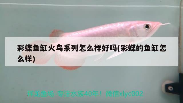 怎么樣養(yǎng)龍魚(怎么樣養(yǎng)好龍魚) 其他益生菌 第1張