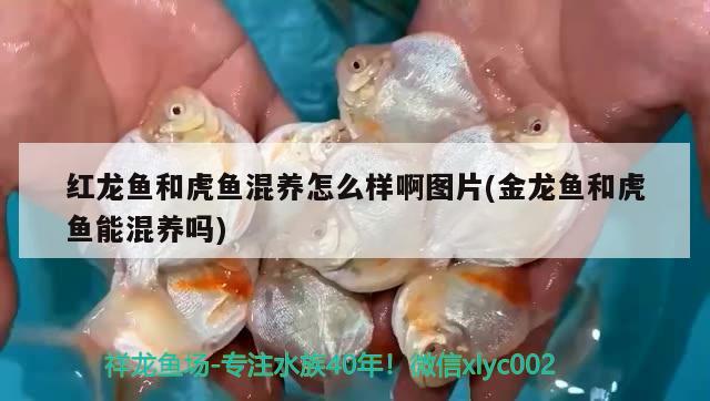 紅龍魚和虎魚混養(yǎng)怎么樣啊圖片(金龍魚和虎魚能混養(yǎng)嗎) 虎魚百科