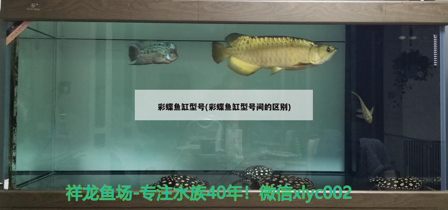 彩蝶魚缸型號(hào)(彩蝶魚缸型號(hào)間的區(qū)別)