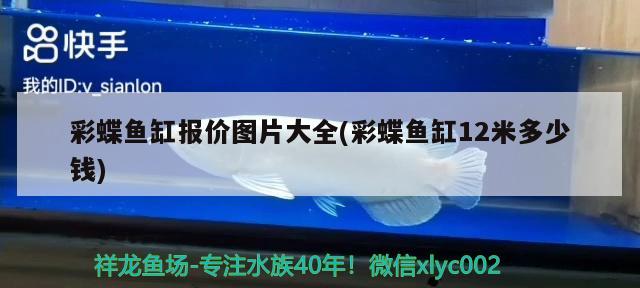 王八、鱉、烏龜、甲魚是同一種東西嗎，烏龜，海龜和王八有什么區(qū)別 烏龜 第1張