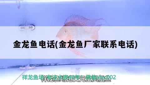 金龍魚(yú)電話(huà)(金龍魚(yú)廠家聯(lián)系電話(huà))