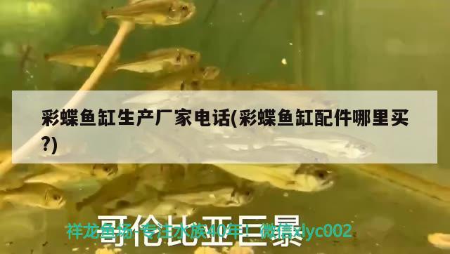 彩蝶魚缸生產(chǎn)廠家電話(彩蝶魚缸配件哪里買?) 白子球鯊魚