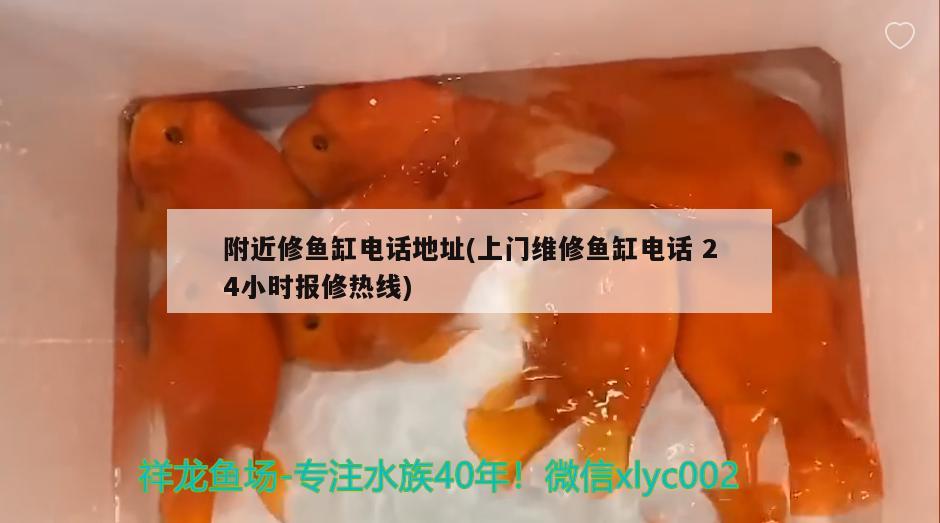 七彩龍魚不吃飼料(七彩雷龍魚吃飼料嗎) 二氧化碳設(shè)備 第1張