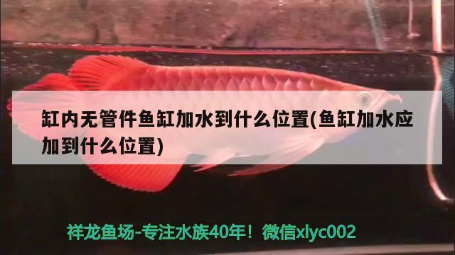 缸內(nèi)無管件魚缸加水到什么位置(魚缸加水應(yīng)加到什么位置) 黑桃A魚苗