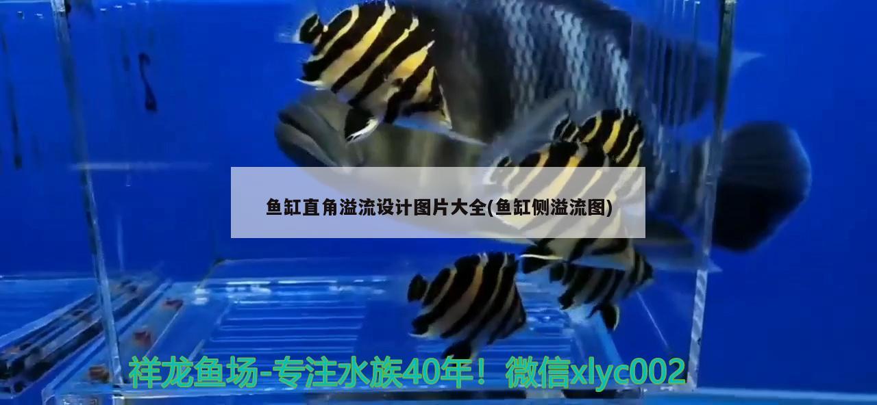 魚缸直角溢流設(shè)計圖片大全(魚缸側(cè)溢流圖)