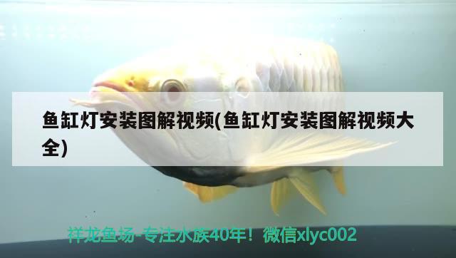 魚缸燈安裝圖解視頻(魚缸燈安裝圖解視頻大全) 球鯊魚