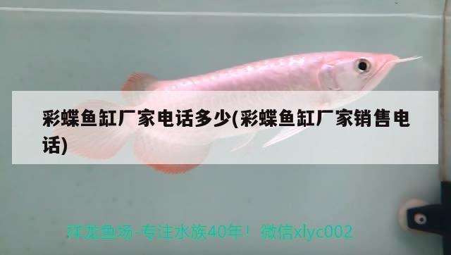 小魚缸價(jià)格圖片尺寸圖(小魚缸價(jià)格一般是多少) 女王大帆魚苗 第2張