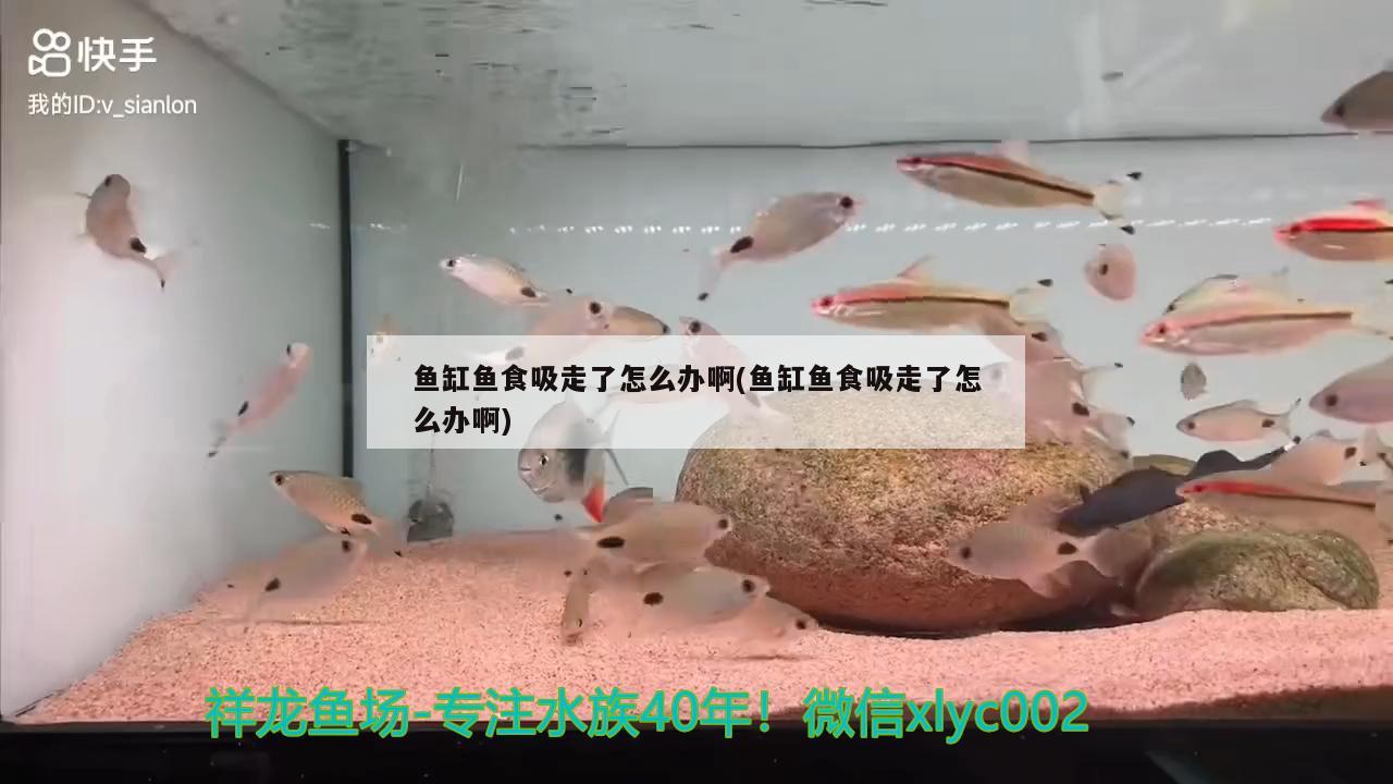 魚缸魚食吸走了怎么辦啊(魚缸魚食吸走了怎么辦啊)