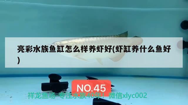 亮彩水族魚缸怎么樣養(yǎng)蝦好(蝦缸養(yǎng)什么魚好) 大白鯊魚苗