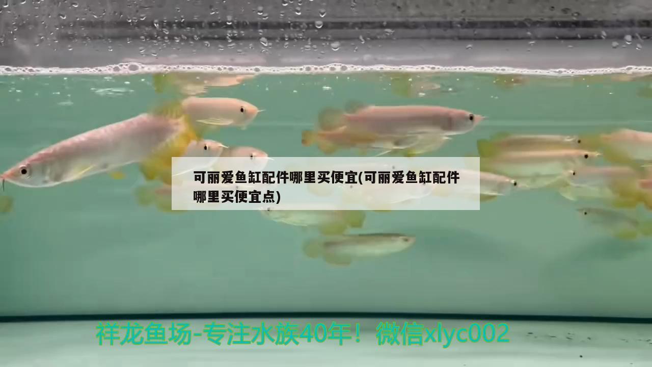 可麗愛魚缸配件哪里買便宜(可麗愛魚缸配件哪里買便宜點(diǎn)) 飛鳳魚