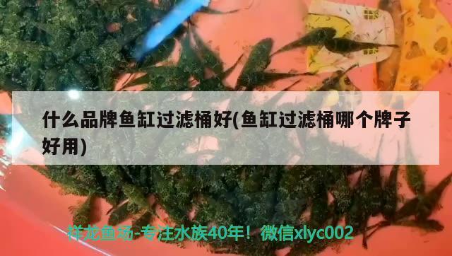 什么品牌魚缸過濾桶好(魚缸過濾桶哪個牌子好用)