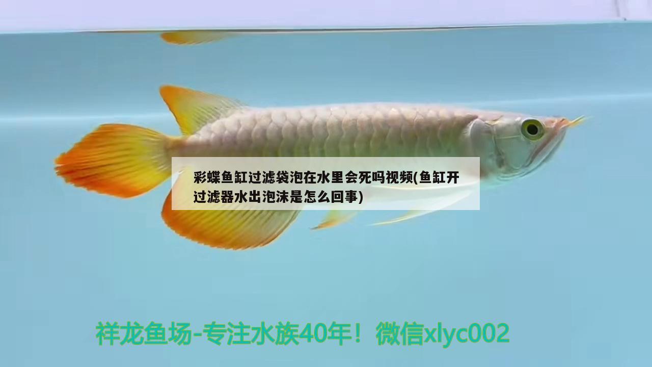 彩蝶魚缸過(guò)濾袋泡在水里會(huì)死嗎視頻(魚缸開(kāi)過(guò)濾器水出泡沫是怎么回事) 銀龍魚百科