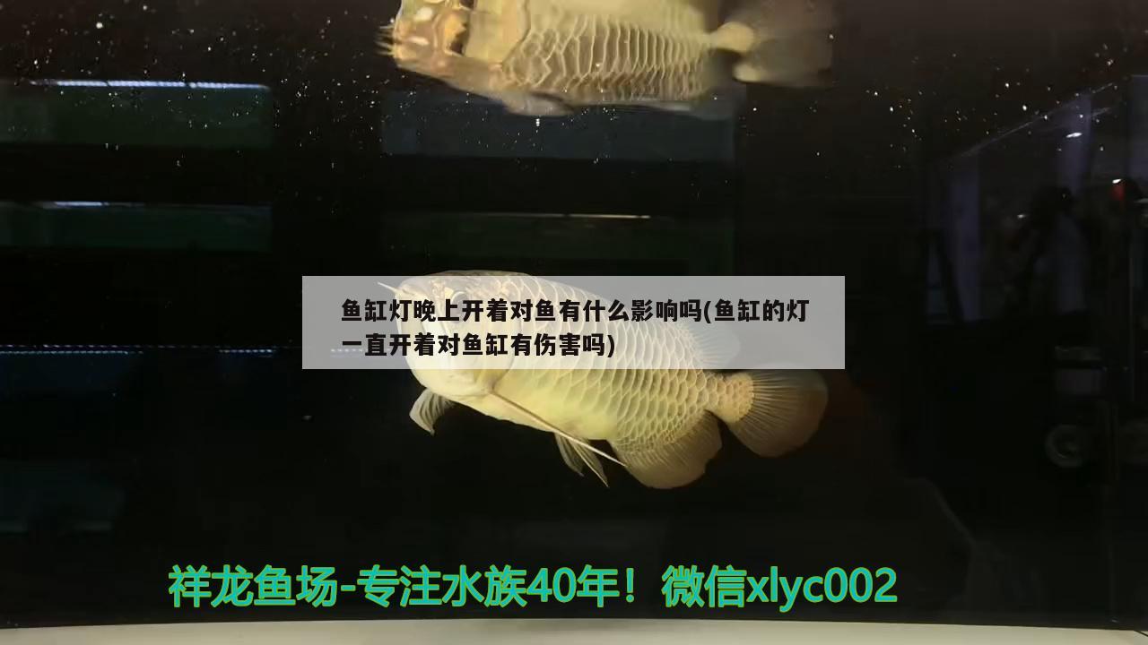 魚缸燈晚上開著對魚有什么影響嗎(魚缸的燈一直開著對魚缸有傷害嗎) 虎斑恐龍魚