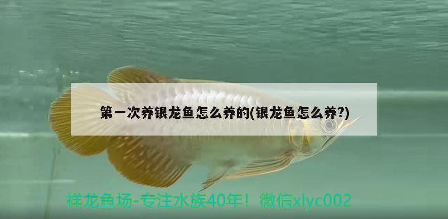 第一次養(yǎng)銀龍魚怎么養(yǎng)的(銀龍魚怎么養(yǎng)?) 銀龍魚 第2張