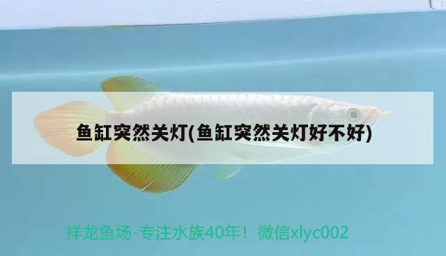 魚缸突然關(guān)燈(魚缸突然關(guān)燈好不好) 一眉道人魚