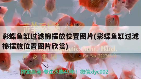 彩蝶魚缸過濾棉擺放位置圖片(彩蝶魚缸過濾棉擺放位置圖片欣賞) 印尼紅龍魚