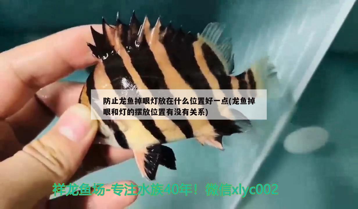 虎皮魚混養(yǎng)虎皮魚怎樣混養(yǎng)虎皮魚，虎皮魚怎樣混養(yǎng)虎皮魚 虎魚百科 第1張